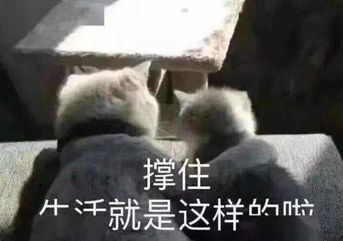 表情吃瓜文案搞笑,笑料横飞，快来围观！