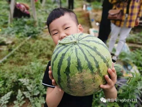 张二庄吃瓜