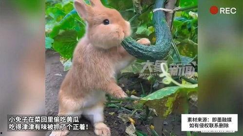小免子吃瓜