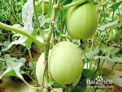 姜校长吃瓜,揭秘校园里的那些“瓜”