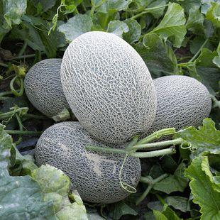 吃瓜群众爱荔枝,荔枝，夏日里的甜蜜诱惑